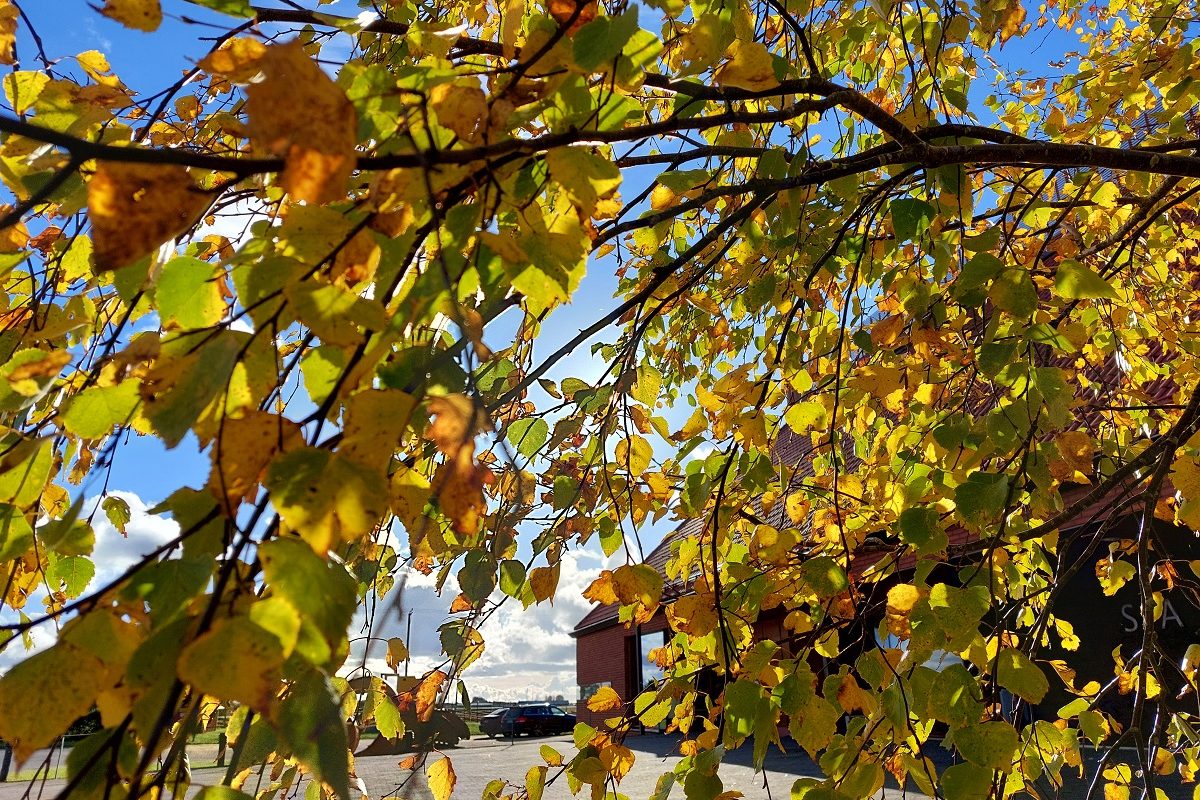 Syksyisiä keltaisia koivunlehtiä sinistä taivasta vasten
